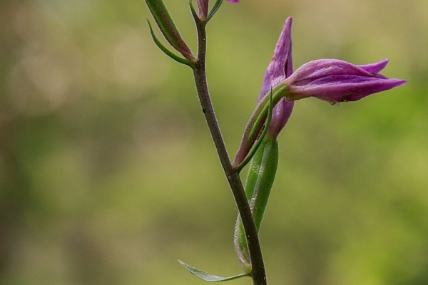 Angebot der Krebsliga Graubünden: Wildkräuter und Orchideen in der Rheinschlucht