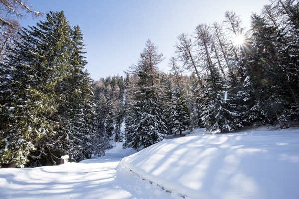 Aux origines de la protection contre les avalanches