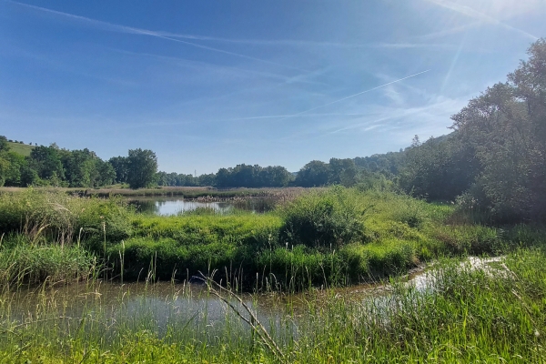 Magnifiche flora e fauna lungo le rive del Rodano