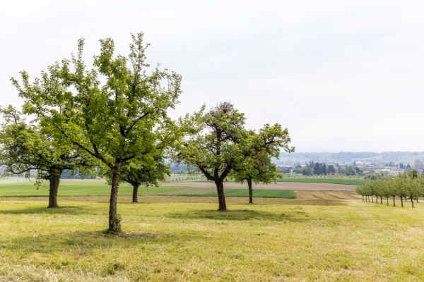 Blueschtwandern vom Thurtal an den Bodensee