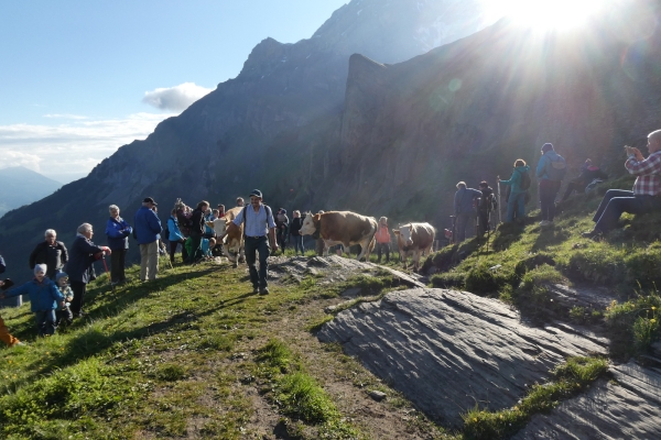 Vaches, cascades et prés