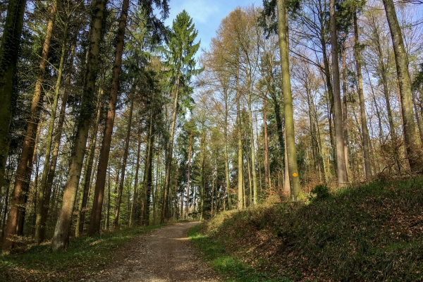 Wandern mit Weitsicht hoch über dem Rhein