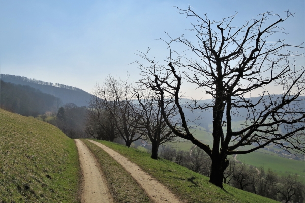 Von Wil AG über den Laubberg nach Remigen