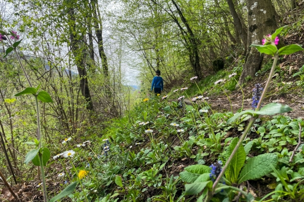 Den Frühling besuchen am Monte Generoso