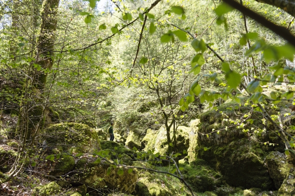 La mousse, reine des gorges de l’Orbe