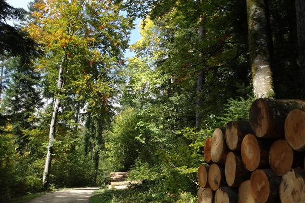 Zum höchsten Punkt in Delémont