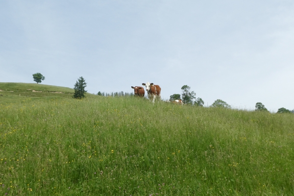 Zwischen Emmental und Berner Oberland