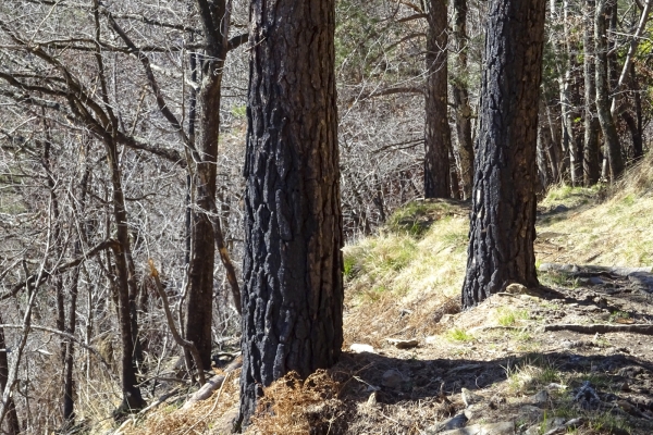 An sonnigen Hängen im Centovalli