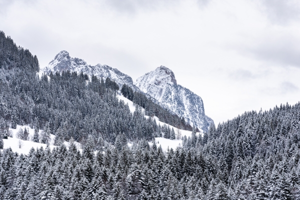 Durch geheimnisvollen Winterwald