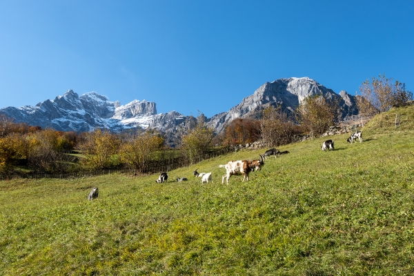 Beschauliche Rundwanderung im Glarnerland