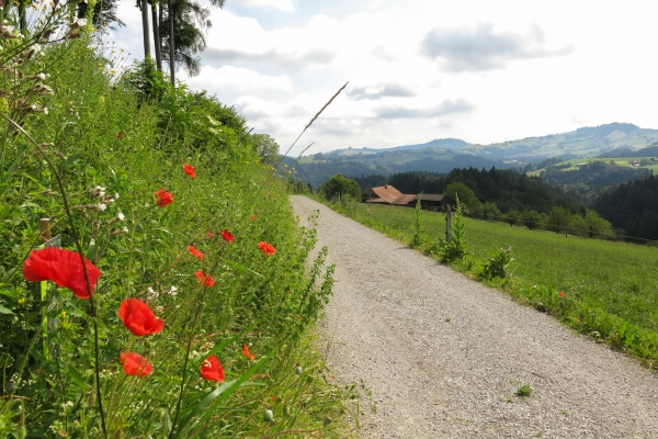 Von Schwarzenburg nach Mittelhäusern