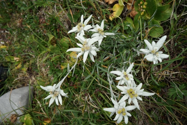 Edelweisssuche am Schiberg