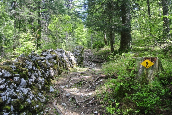 Versinken im riesigen Risoux-Wald