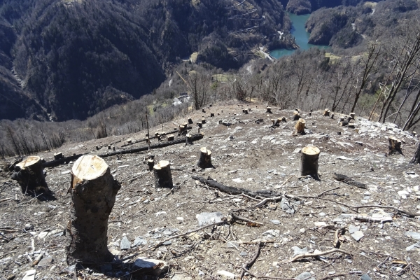 An sonnigen Hängen im Centovalli