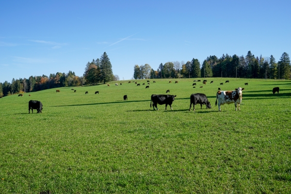 Durch die vielfältigen östlichen Freiberge