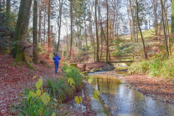 Dans la forêt du Jorat