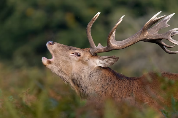 Hirschbrunft im Engadin