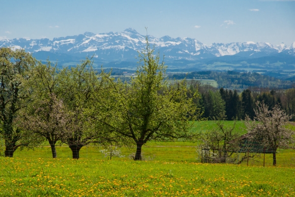 Le printemps sur le Seerücken