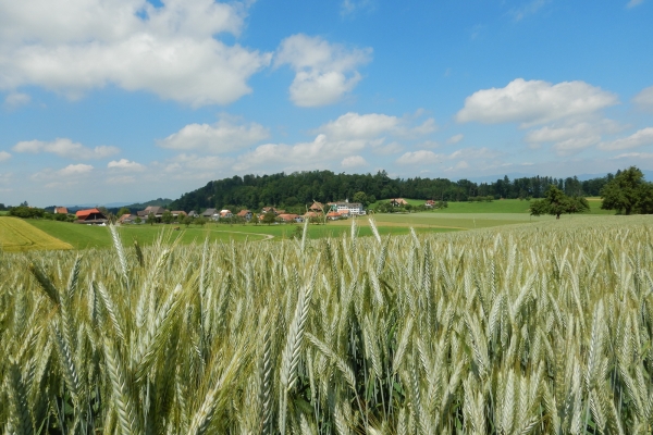 Aussichtsreiche Buchsi- und Wynigenberge