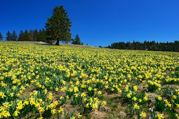 Goldenes Blütenmeer im Neuenburger Jura