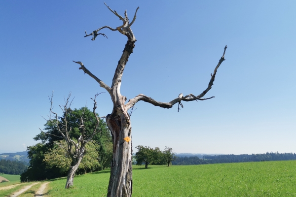 Höhenwandern im Oberaargau