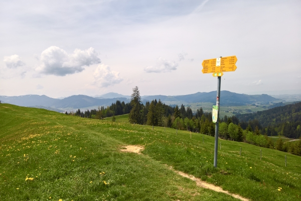 Alpweiden zwischen Sihlsee und Zürichsee