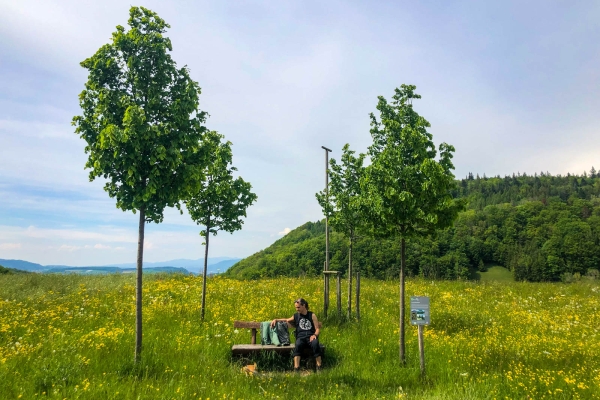 Fleurs nouvelles et arbres vénérables