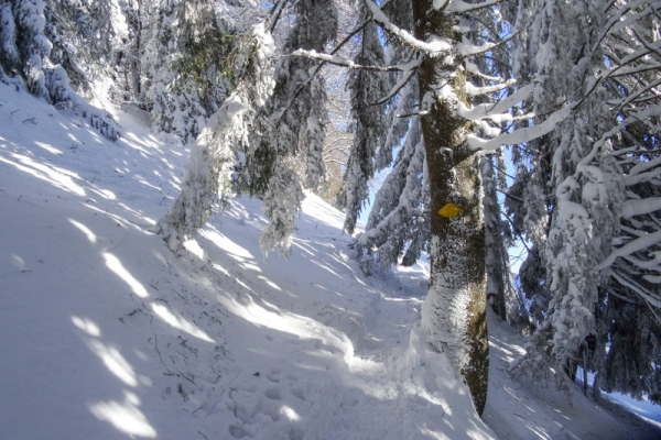 Den ganzen Tag im Schnee 