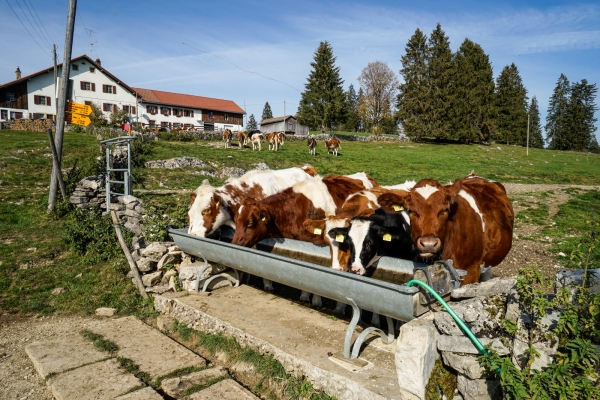 Im Jura zwischen Sonvilier und Le Noirmont