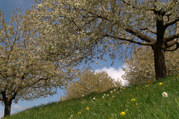 Zugerland ist Chriesiland