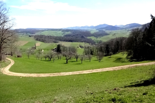 Randonnée de l'après-midi: Bâle