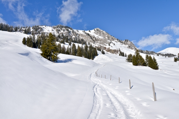 Ruhige Tour oberhalb von Rougemont