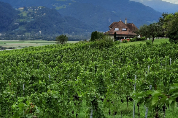 Angebot Krebsliga Graubünden: Bündner Herrschaft im Herbst