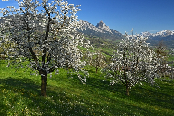 Blütenreicher Aufstieg zum Wildspitz