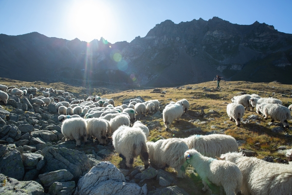 Vom Schwarzhorn zum Weisshorn