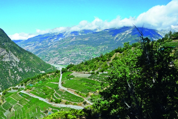 Höchstgelegener Weinberg Europas