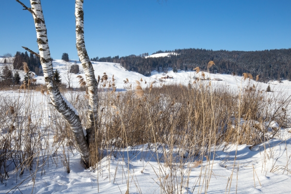 Im Hochmoor von Rothenthurm