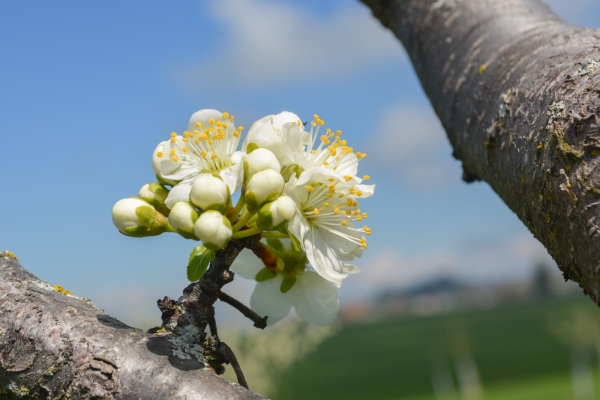 Chriesibluest-Wanderung in Zug