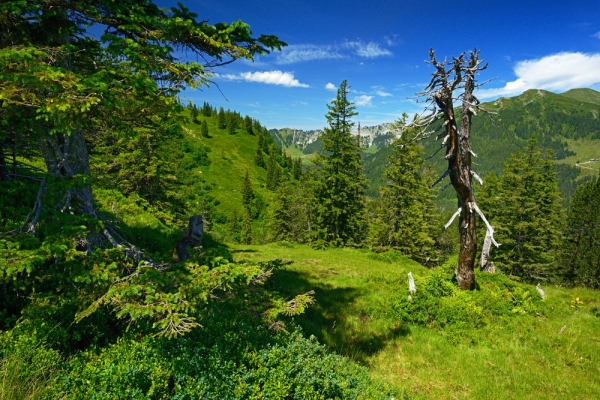 Moorzauber am Obwaldner Glaubenberg