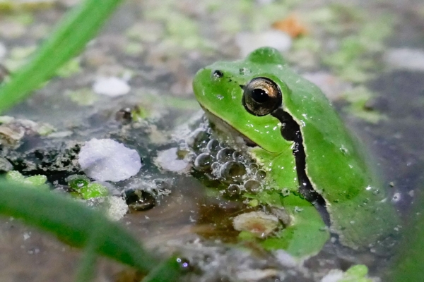 Neue Natur im Seebachtal