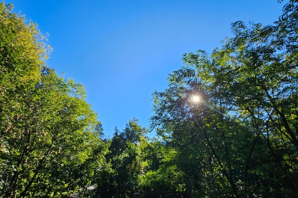 Bosco Maia e Monte Verità- luoghi mistici e naturalistici tra streghe e ranocchi