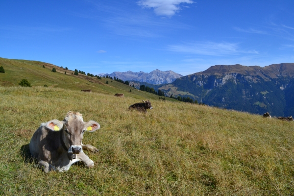 Aussichtsreicher Schamserberg im Naturpark Beverin