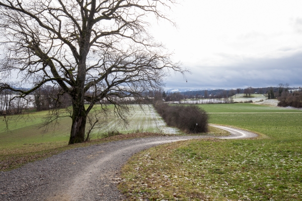 Winterlicher Gang dem Greifensee entlang