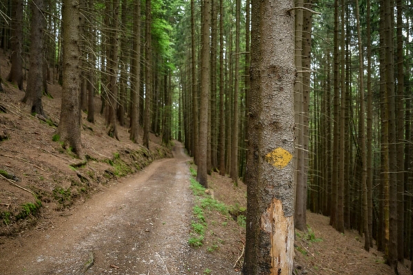 Die Anziehungskraft des Leuenfalls