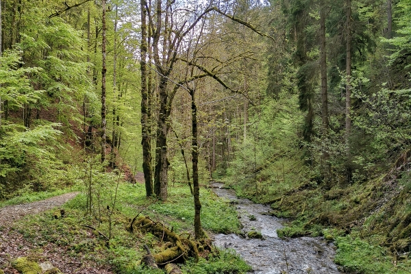 Wilde Schlucht in den Freibergen