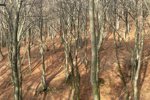 Primavera sul Monte Generoso