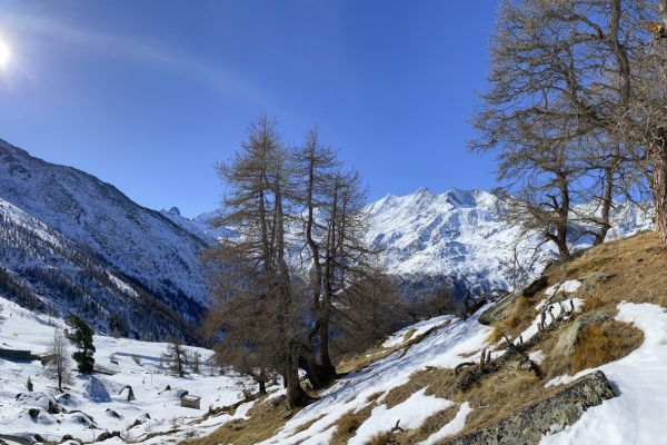 Les vieux mélèzes de la vallée de Saas