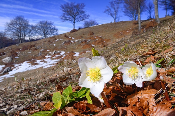 Zu den Winterblüten im Tessin