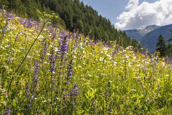 Blütenpracht hoch über dem Val Müstair