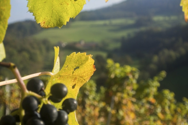 Du Schwarzbubenland aux rives de la Birse